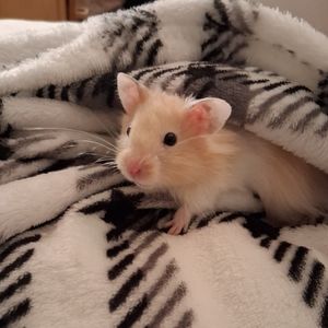 Meet your Posher, Bean